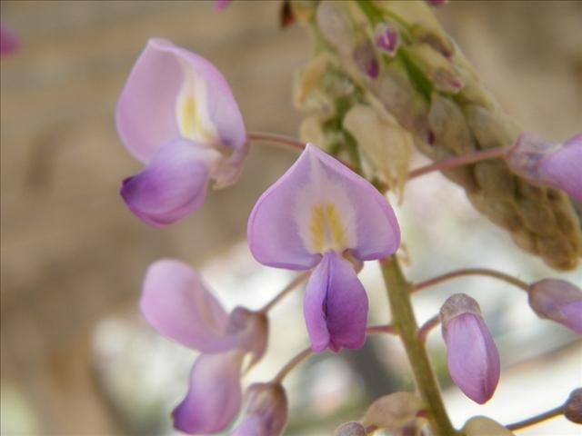 关于紫藤花的种植方法你们知道吗？快来了解一下紫藤花吧