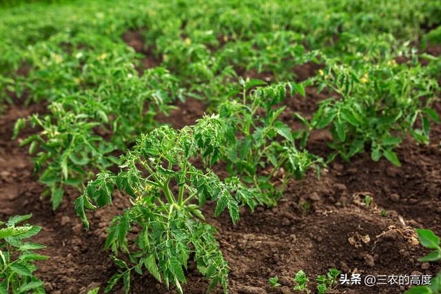 露地种番茄，这5条事项要注意，遵从5“不要”，少走弯路促生产