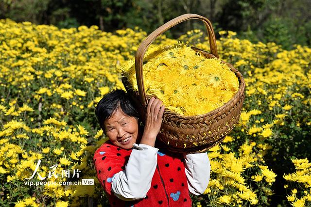 湖北保康：金丝皇菊开出“致富花”