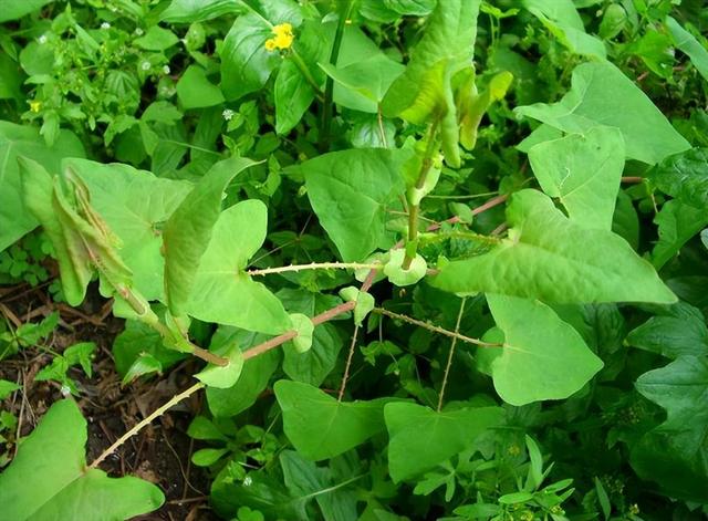 蛇最怕什么植物？推荐4种“蛇怕草”，再也不怕夏天有毒蛇跑进家