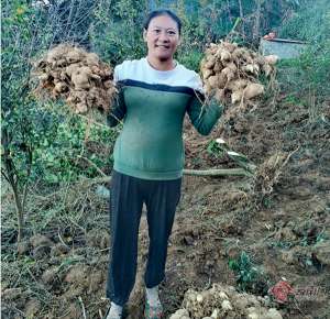 黄精种植地区(云南南华：林下黄精成为致富“黄金”)