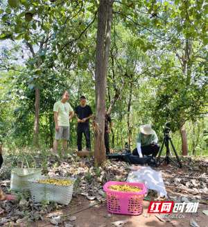 河南哪里有种植枇杷树(乡村追梦人丨胡峻斌：山上“土枇杷”，化身“致富果”)