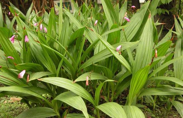 白芨种植栽培管理技术，亩纯利润10万，种植前景如何？