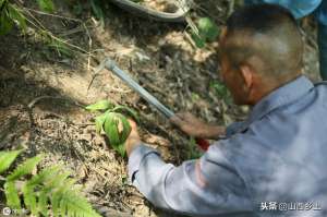 黄精种植多长时间(农民种植中药材黄精，采用一种栽培技术，每亩能产300公斤)