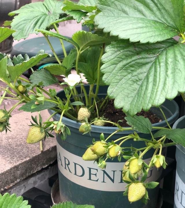 秋天，种植草莓的时间到了，阳台这样种植草莓，冬天吃果吃到春天