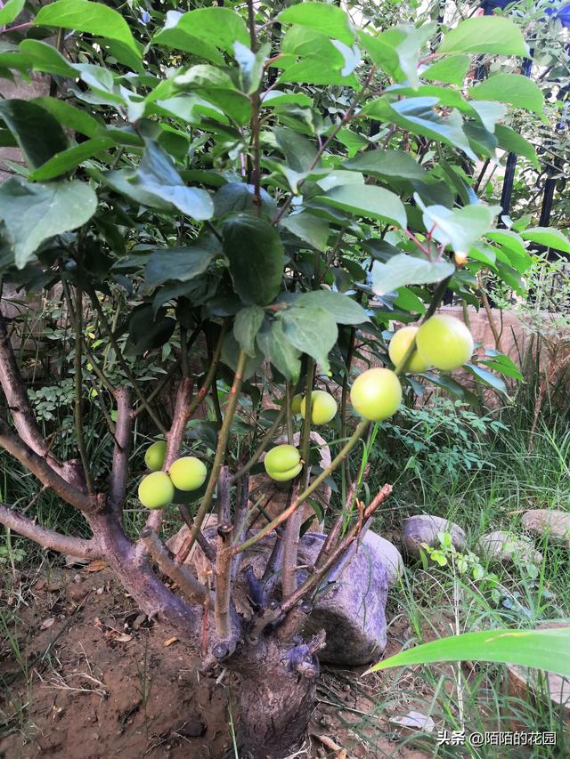 北方庭院每月都想赏花？就选这些花搭配种植