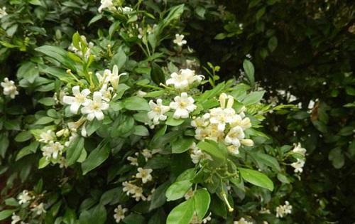 大院子常见的“香香树”，每次开花“花香”飘远，叶子嚼嚼作用多