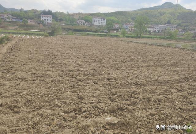 山区土地贫瘠，需掌握科学种植玉米的技巧，秋季才能保证稳产高产