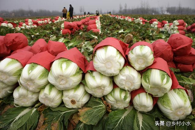 秋白菜什么时候移栽？如何移栽缓苗快？老农种植经验分享