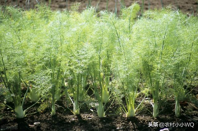 小茴香的栽培技术，与小茴香栽培生产特点，需要的朋友可以收藏