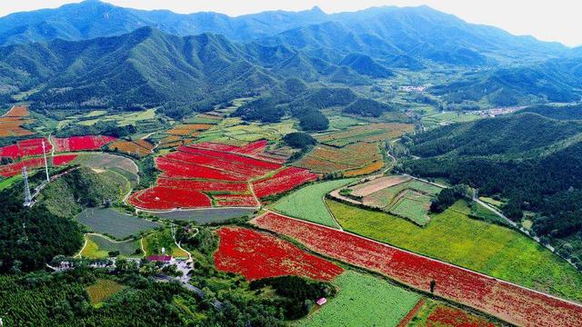 北京最美的季节里，北京号带您打卡秋日花海