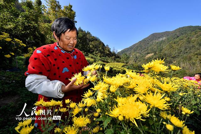 湖北保康：金丝皇菊开出“致富花”