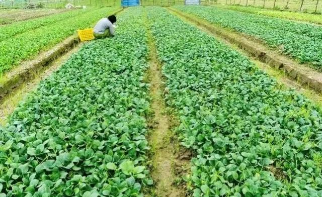 冬天这些蔬菜种植正合适，天气越冷长得越好，露地家庭全能种