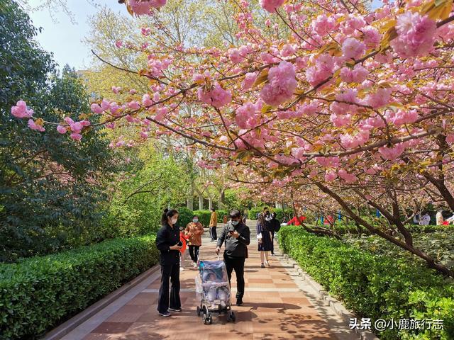 郑州市区5大免费赏花地，公交地铁直达，清明出游正当时