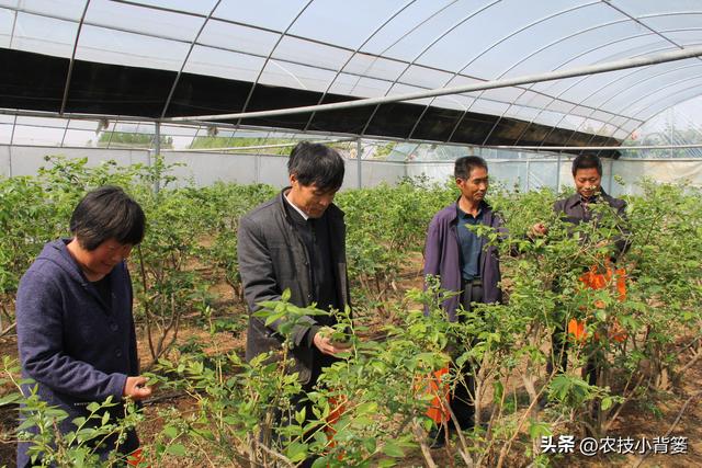 种植健壮高产蓝莓，怎样选苗、选地、改土、调酸？怎样科学定植？