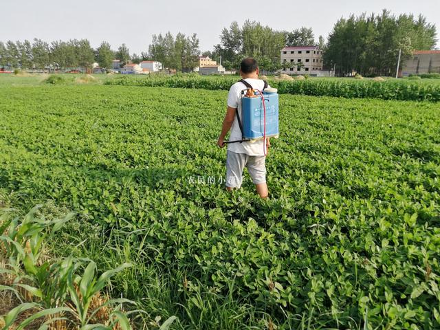 种植花生，正确控旺能够提高花生产量，这几点控旺技术需掌握