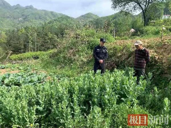 种一株也违法！湖北警方开展“罂粟”铲除行动