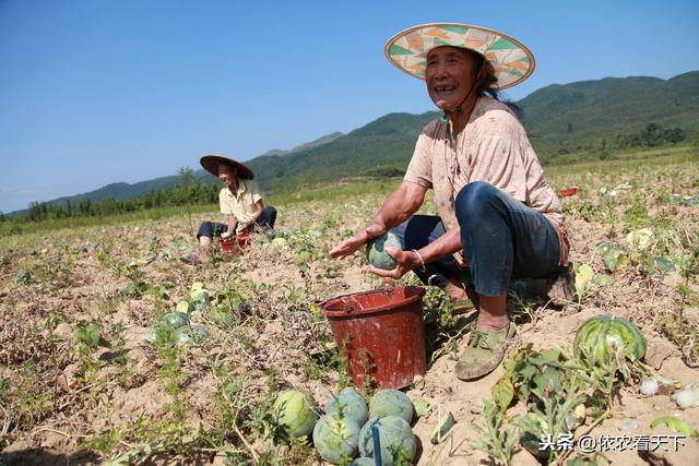 籽瓜只产西瓜子的瓜，种植规模形成后，因为“只”字难让农民增收