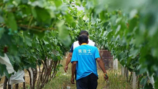 「今日宾川」标准化种植成效显 宾川葡萄效益好