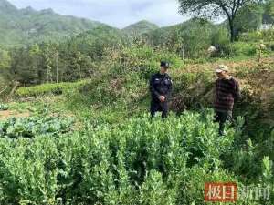 婴栗种植(种一株也违法湖北警方开展“罂粟”铲除行动)