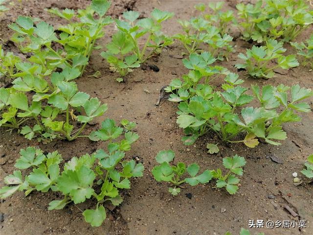 种四季小香芹，注意什么管理生长更好？播前处理土壤、垄边保湿等