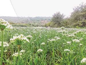 韭菜花种植效益(洛南县：韭菜开出致富花)