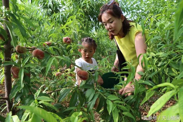 粪污变宝，沼液还田，节本增效——一条绿色农业之路