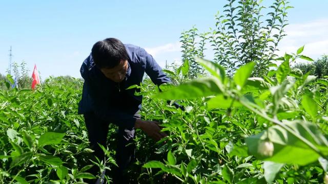 奈曼旗：固日班花苏木新星嘎查丨小村子的致富探索