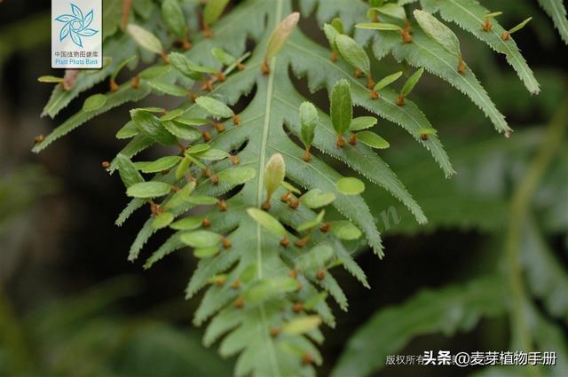 胎生的蕨类植物叶片上长出许多小珠芽，珠芽落地能长成新植株