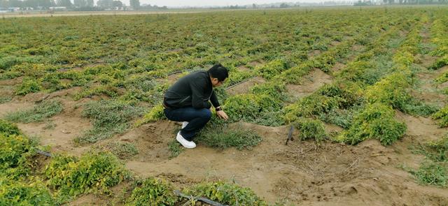 四大怀药你知道哪些？温县铁棍山药哥来到种植基地