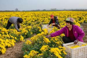 小菊花种植(菊花栽培技术要点，农户值得借鉴错过可惜了)