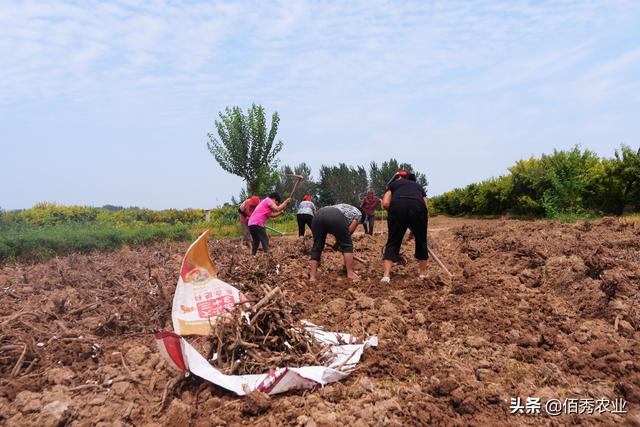 2021年种植哪种中药材能赚钱？