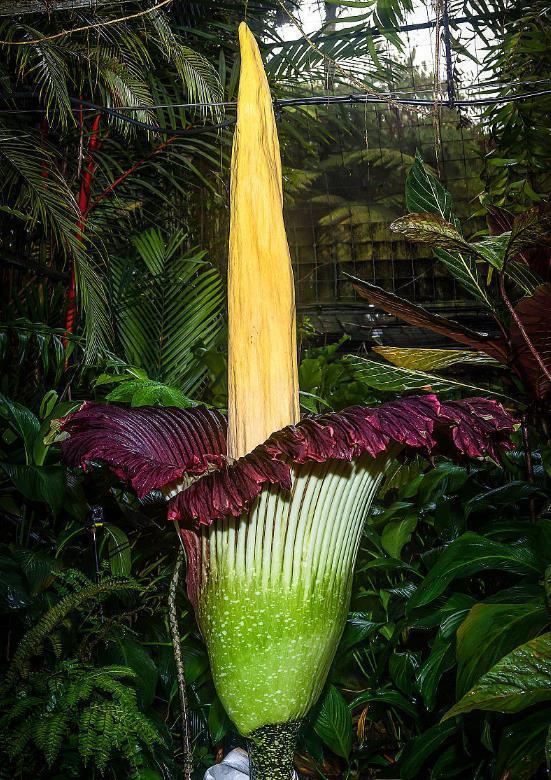 世上10大最奇特植物