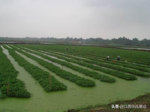 黎川藤蕹菜形态特征与种植技术