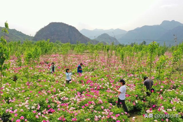 北京怀柔九渡河镇药材基地芍药花进入盛花期吸引市民拍照观赏