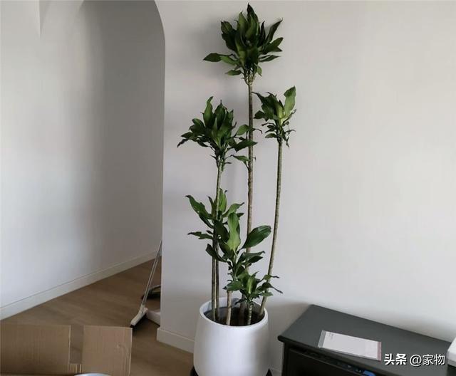 随便养都能养活的客厅绿植：这六种大株植物，花匠都说好看又好养