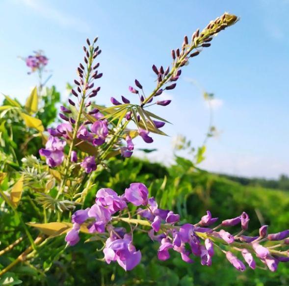 盆栽紫藤花，做好这几点，挂满串串花，美翻整个家