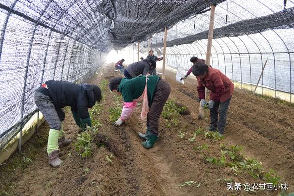 每亩产值2万，前景好收益高的三叶青，究竟该怎么种植好