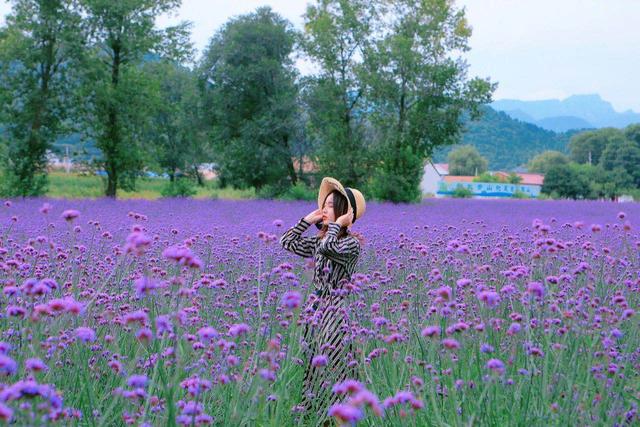 北京最美的季节里，北京号带您打卡秋日花海