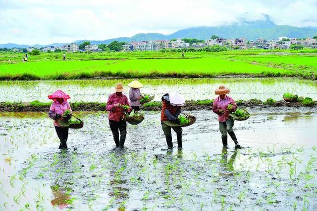 惠东县铁涌镇河滩村推动撂荒盐碱地复耕复种