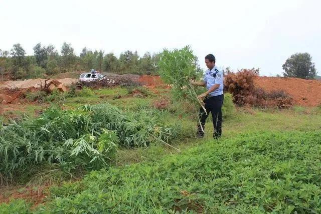 买不来就偷？你真“刑”！这些植物碰都别碰……