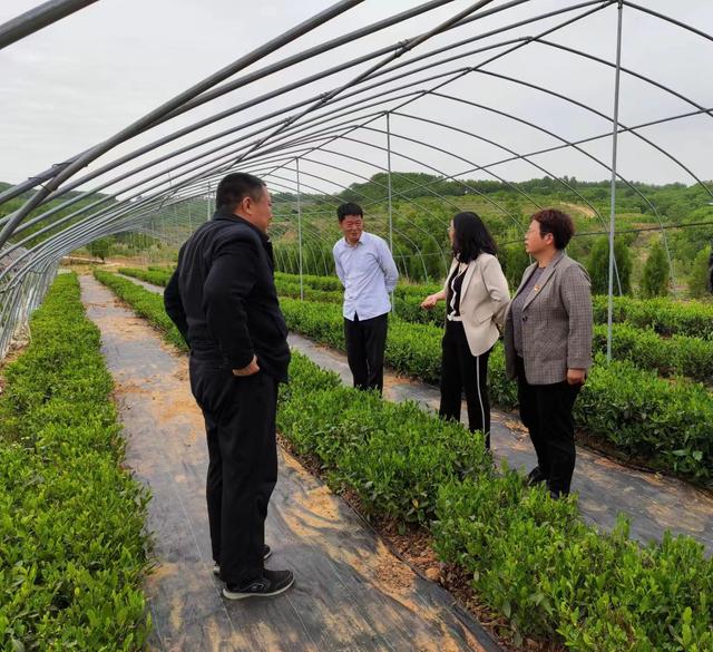 山岭地上茶飘香：一片叶子带动一个产业 致富一方百姓