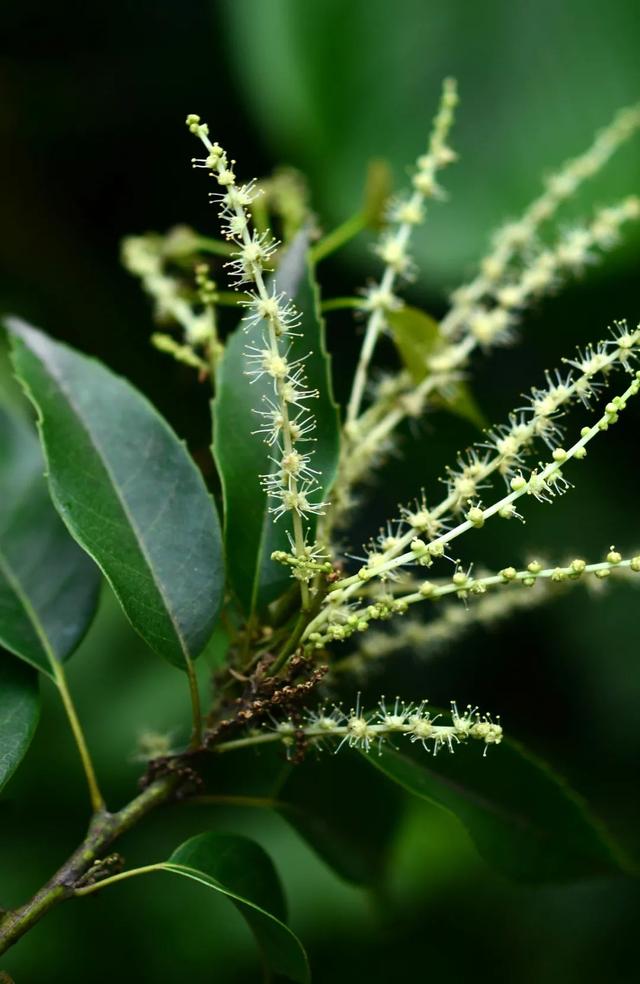 新知丨你不知道的鼎湖山植物故事