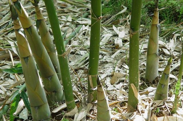 麻竹的种植方法