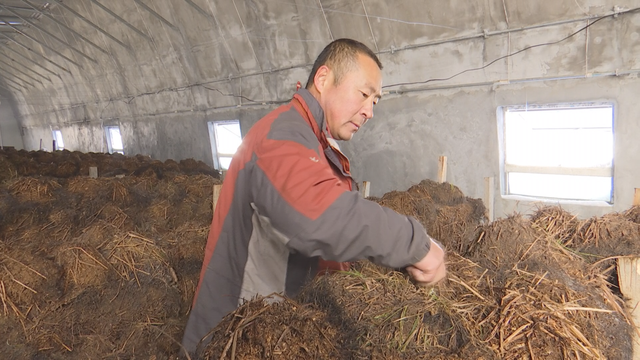 林口：反季山野菜让冬闲变冬忙