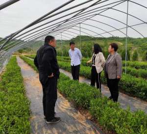 土地是适合种植茶叶(山岭地上茶飘香：一片叶子带动一个产业 致富一方百姓)