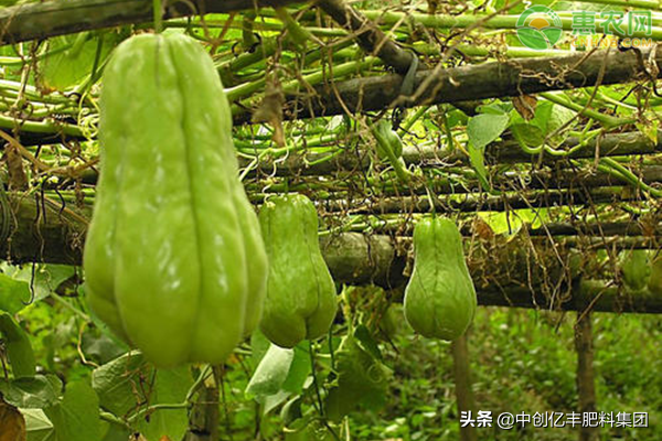 佛手瓜高产种植技术