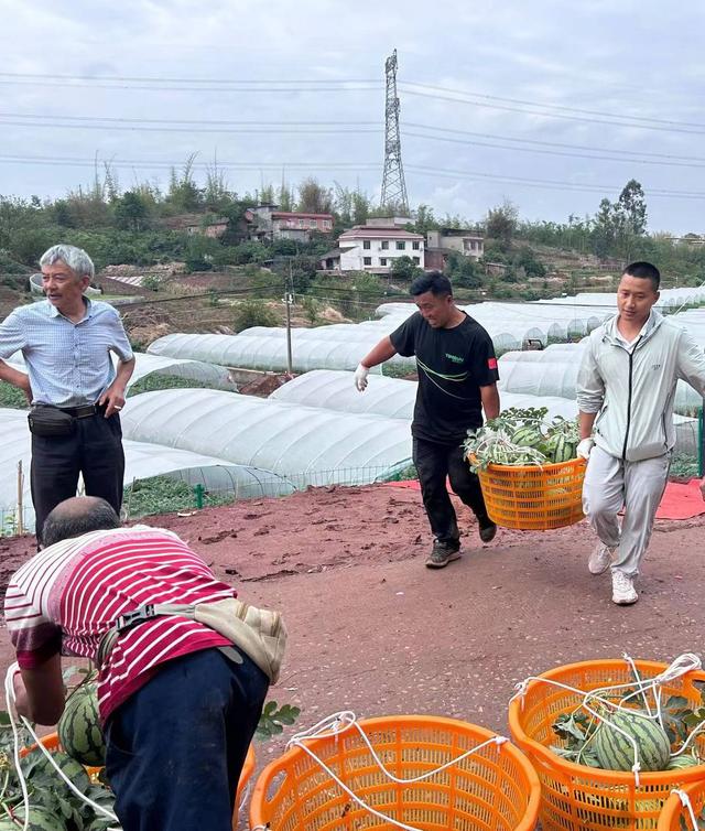 8万斤西瓜上市 四川富顺联合村大棚西瓜与大豆轮作种植实现“双丰收”