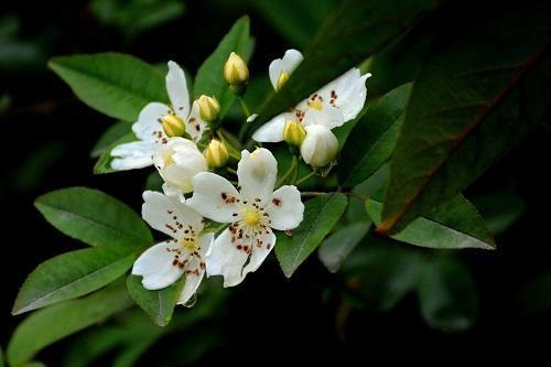 大院子常见的“香香树”，每次开花“花香”飘远，叶子嚼嚼作用多