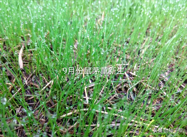 广西11月份能种植鼠茅草吗？生长期有多久？可以种哪些地方？